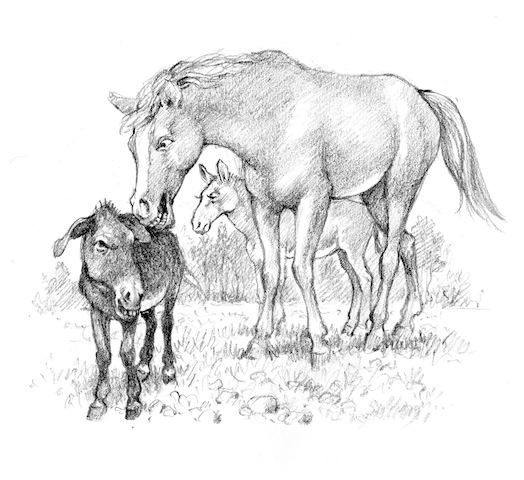 Illustration from “Wardit the Mule”