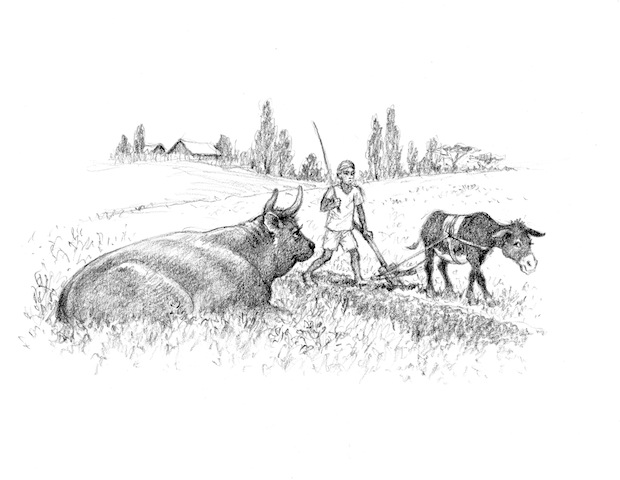 Illustration from “The Ox and the Donkey”