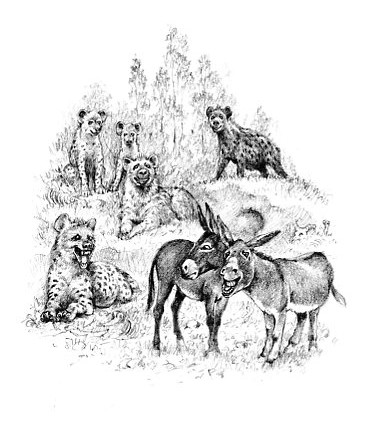 Illustration from “The Hyena's Funeral”