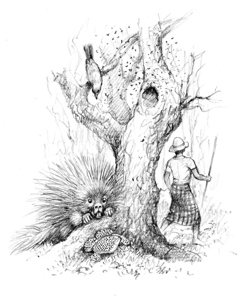 Illustration from “The Honey Hunter”