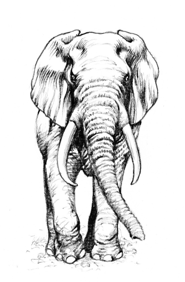 Illustration from “The Elephant's Head”
