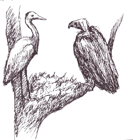 Illustration from “The Crane, the Fox and the Vulture”